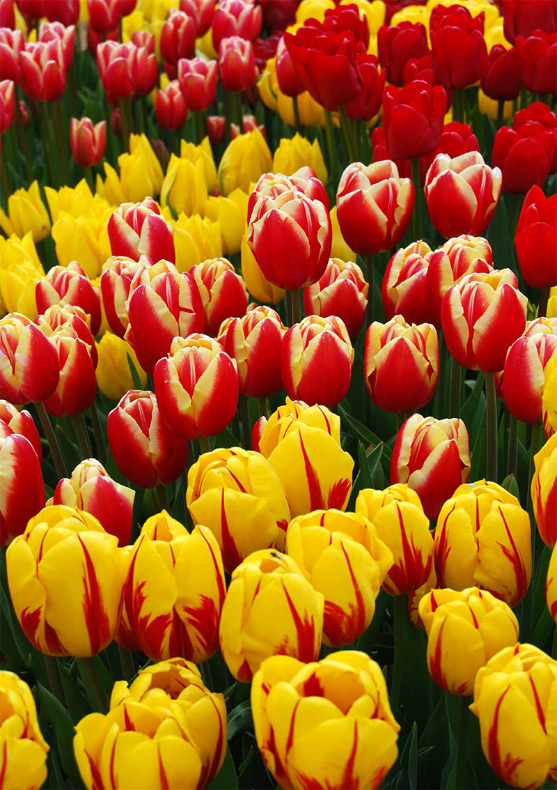 Amsterdam-Eric-Vökel-Tulipanes